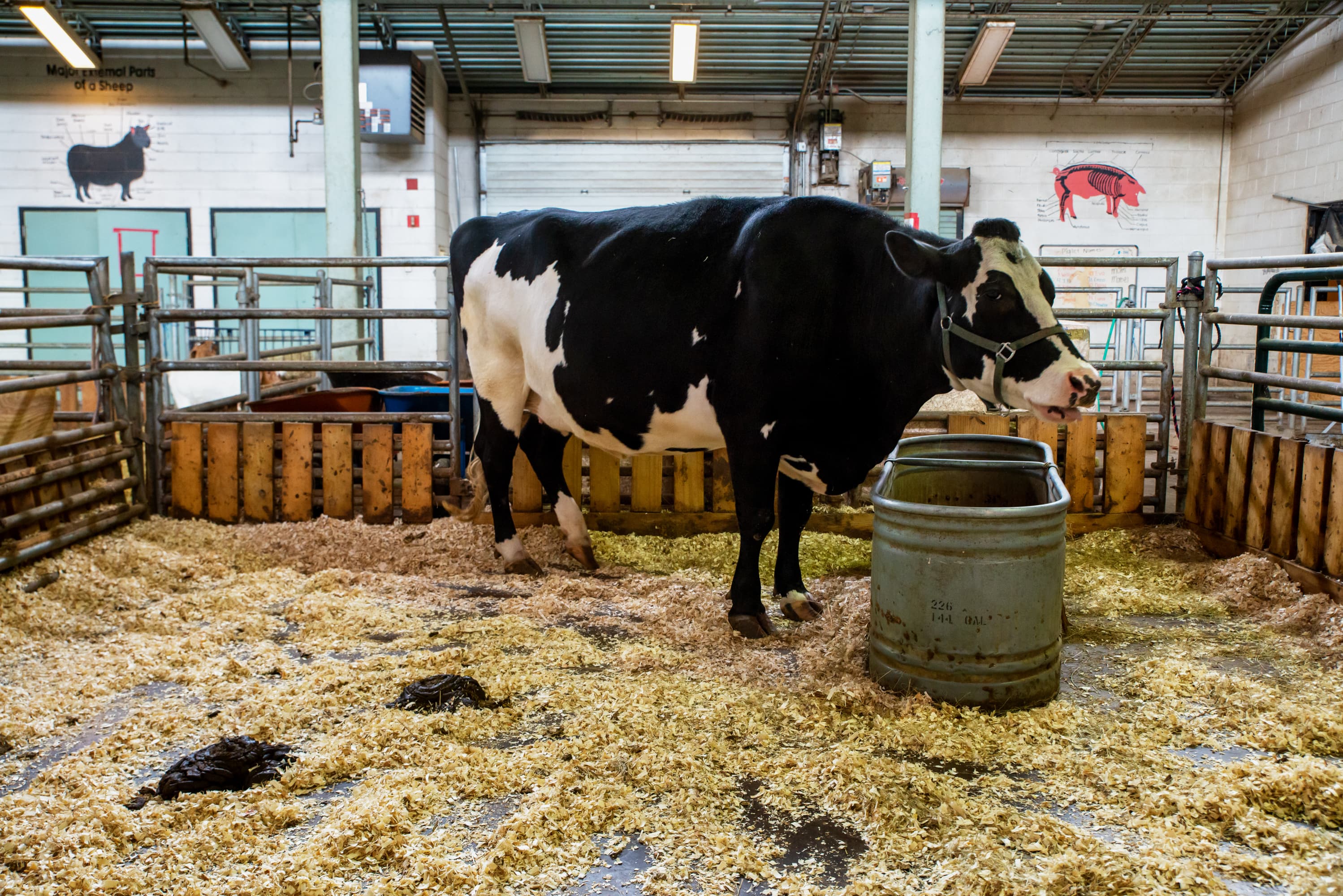 Andrew Miller, Chicago, CPS Lives, Non-Profit Organization, Chicago Public Schools, Artist Residency, Student, Chicago High School for the Agricultural Sciences, Animals, Community, Photography, Cow