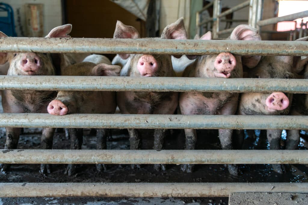 Andrew Miller, Pigs, Chicago, CPS Lives, Non-Profit Organization, Chicago Public Schools, Artist Residency, Student, Chicago High School for the Agricultural Sciences, Animals, Community