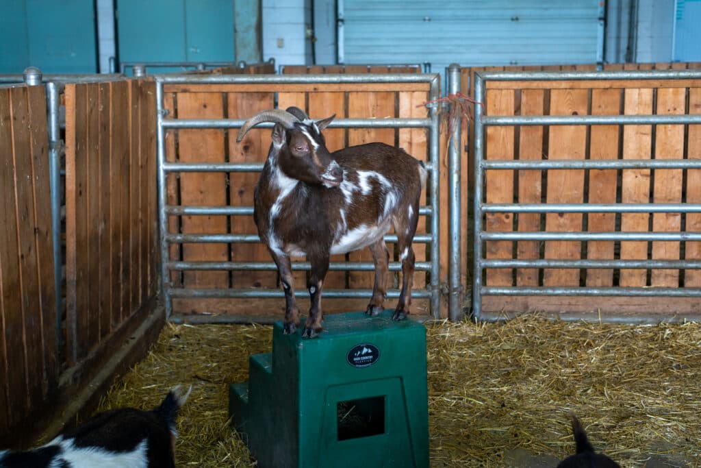 Andrew Miller, Goat, Chicago, CPS Lives, Non-Profit Organization, Chicago Public Schools, Artist Residency, Student, Chicago High School for the Agricultural Sciences, Animals, Community, Photography